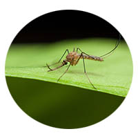 Prior Lake MN mosquito control