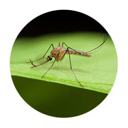 Prior Lake spring touch mosquito control